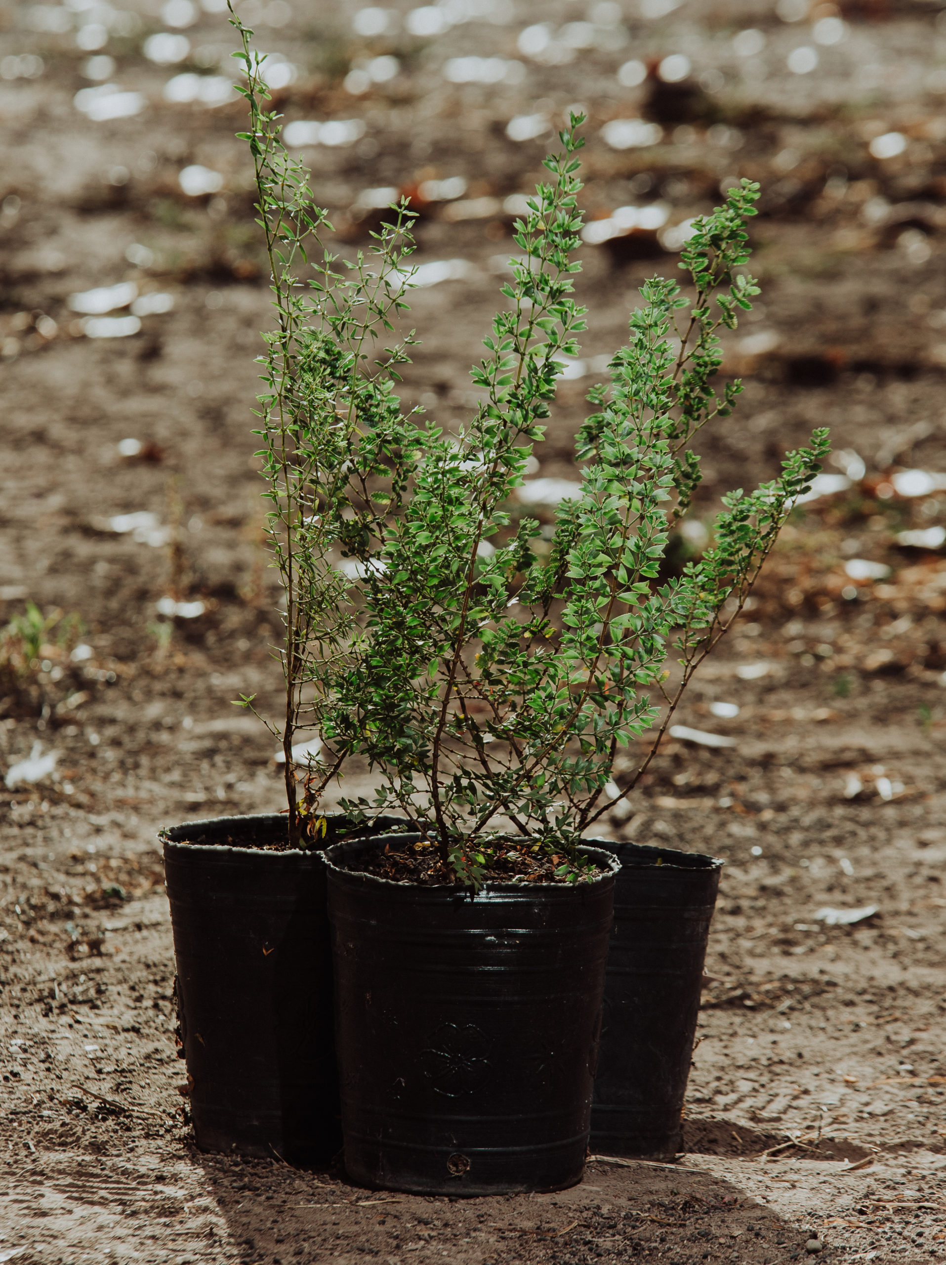 Atriplex lampa  Zampa nativa – 3 lts. – Andinia Flora Nativa